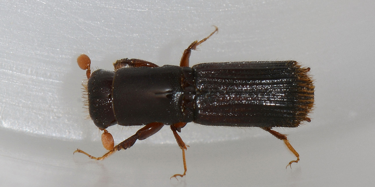 Platypus cylindrus (Curculionidae)